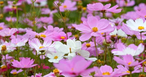 Fleurs Cosmos Fleurissant Dans Jardin — Photo