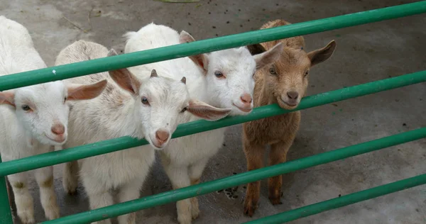 Schapen Boerderij — Stockfoto