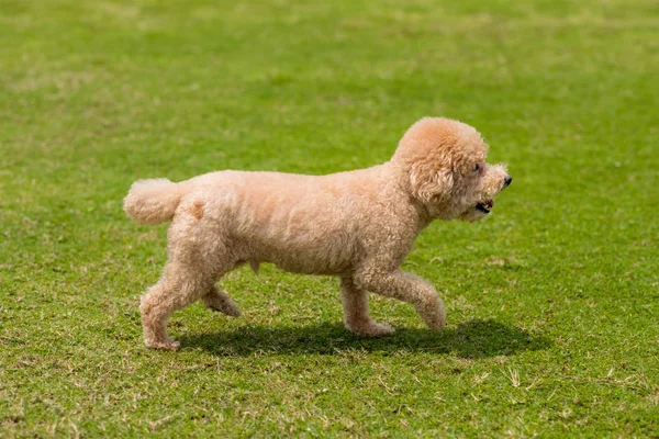 Dog Poodle Run Parque — Fotografia de Stock