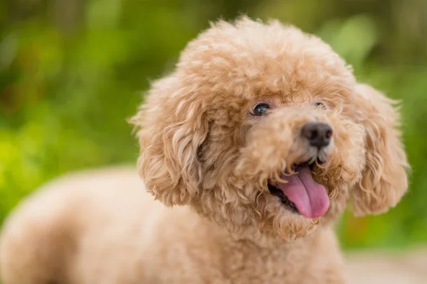 Perro Caniche Raza Pura Perro Rizado —  Fotos de Stock