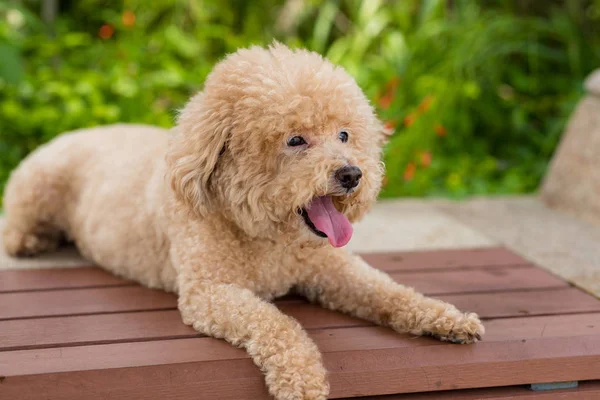 Lovely Dog Poodle Sit Wooden Bench — Stock Photo, Image