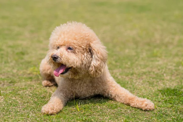 Dog Poodle Deitado Gramado Verde — Fotografia de Stock