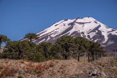 Malalcahuello-Nalcas national reserves, Andes, Araucana Region of Chile  clipart