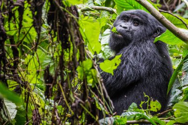 A young gorilla eats leaves as it looks into the camera in Uganda clipart