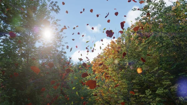 Foglie Autunnali Colorate Fogliame Della Stagione Autunnale — Foto Stock