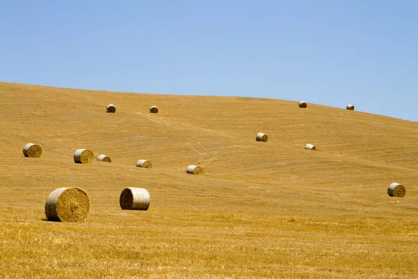 Пшеничне Поле Вирощування Зернових Сільське Господарство Ландшафт — стокове фото