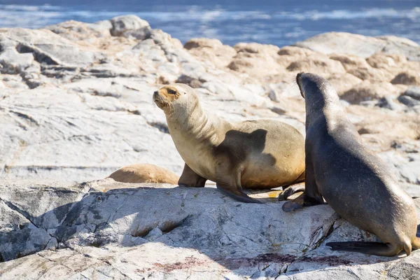 Colonia Leoni Marini Sudamericani Sul Canale Beagle Argentina Fauna Selvatica — Foto Stock