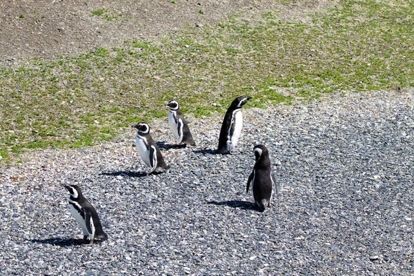 Pingouin Magellan Sur Plage Île Martillo Ushuaia Parc National Terre — Photo