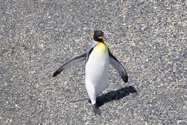 マルティージョ島のビーチでペンギン王 ウシュアイア ティエラ フエゴ国立公園 チリの野生動物 — ストック写真