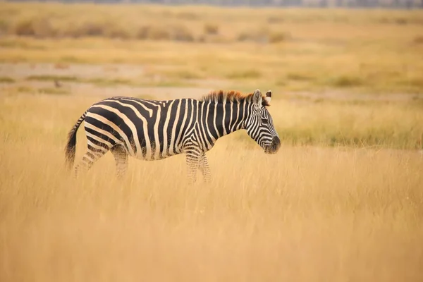 Zebra Pastagem Parque Nacional Amboseli — Fotografia de Stock