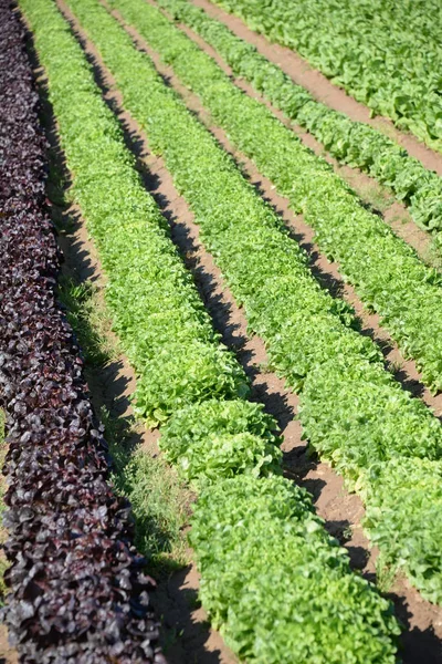 Grüner Roter Salat Auf Dem Feld Der Provinz Valencia Spanien — Stockfoto