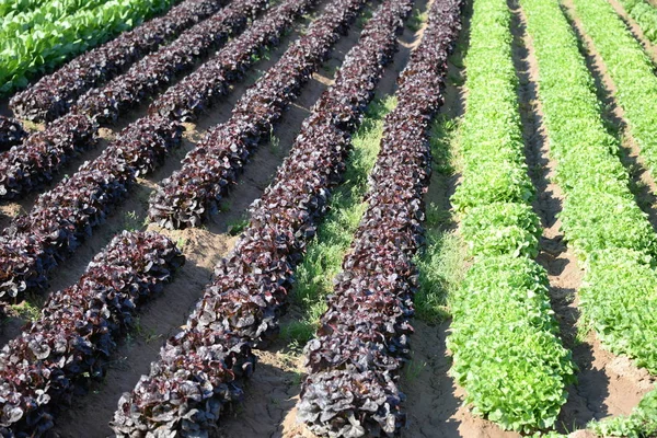 green, red salad on the field in the province of Valencia, Spain