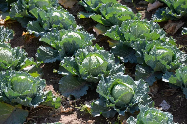 Choux Cultivés Dans Province Valence Espagne — Photo