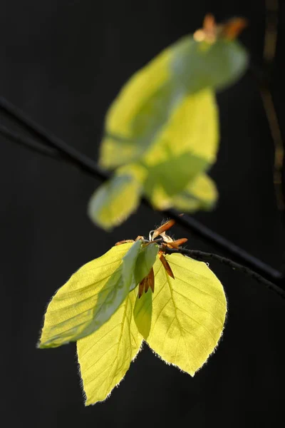 Young Beech Leaves Light — Stock Photo, Image