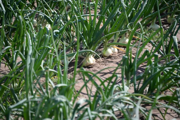 Oniones Sobre Terreno Provincia Valencia España — Foto de Stock