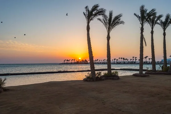 Восход Солнца Полуострове Хургада Через Ряд Пальм Красном Море Египте — стоковое фото