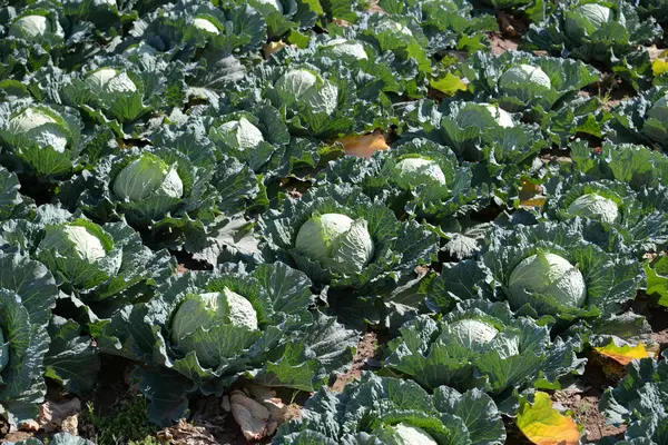 Choux Cultivés Dans Province Valence Espagne — Photo