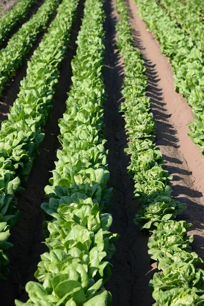 Salada Verde Vermelha Campo Província Valência Espanha — Fotografia de Stock