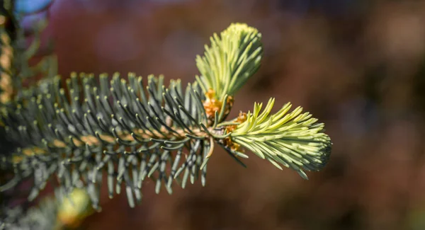 Gröna Trädblad Som Bakgrund — Stockfoto