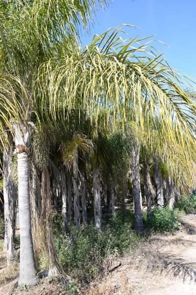 Feuilles Palmier Dans Province Alicante Costa Blanca Espagne — Photo