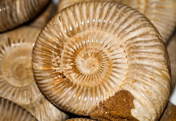 Edelstenen Schelpen Halfedelstenen Met Prachtige Kleuren — Stockfoto