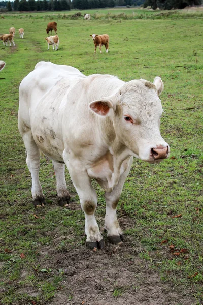 Vacas Pasto — Foto de Stock