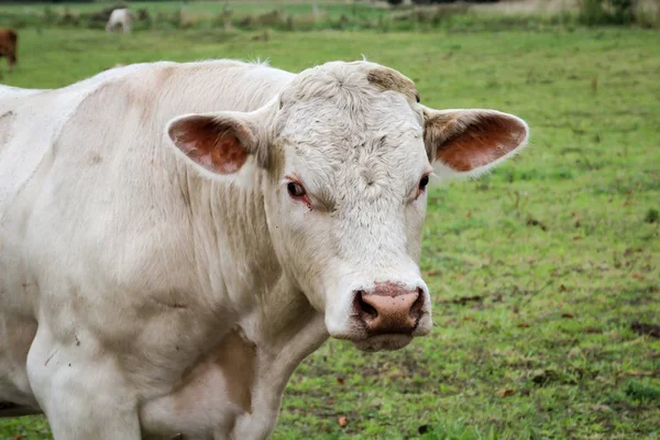 Vaches Dans Pâturage — Photo