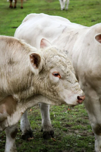 Vacas Pasto — Foto de Stock