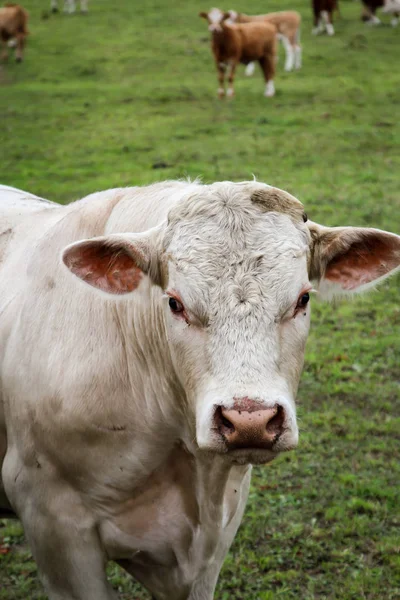 Cows Pasture — Stock Photo, Image