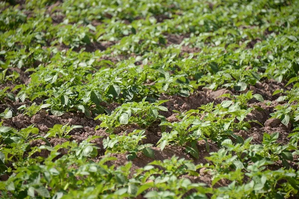 Kartoffeln Auf Dem Feld Der Provinz Valencia Spanien — Stockfoto