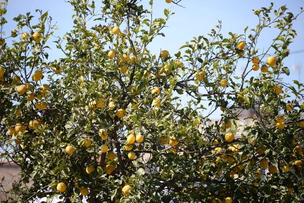 レモンの木の背景 農業の概念 — ストック写真