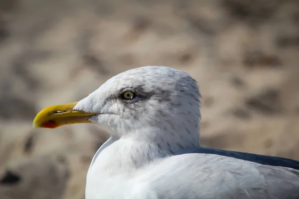 Une Mouette Sur Plage Mer Baltique — Photo