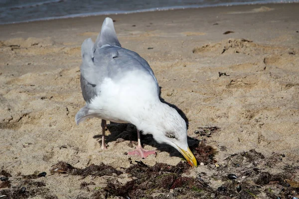 Eine Möwe Strand Der Ostsee — Stockfoto