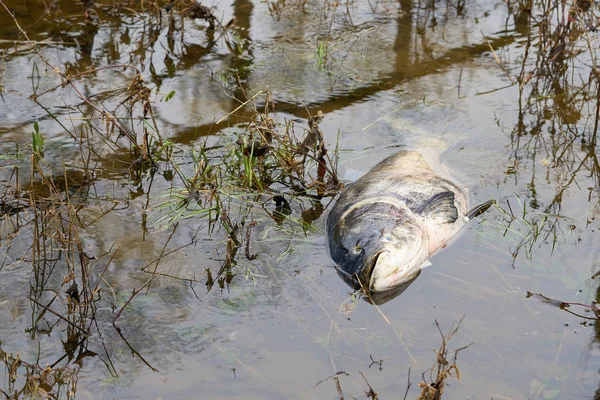 Död Bighead Karp Biflod Till Elbe Glindenberg Nära Magdeburg — Stockfoto