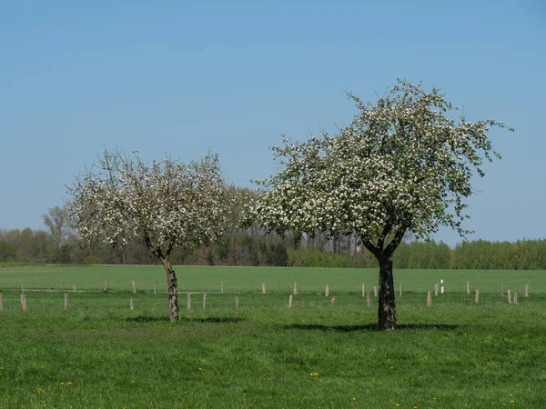 Tavasszal Német Muensterland — Stock Fotó