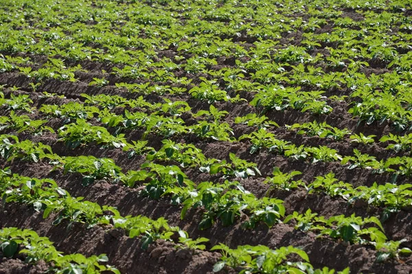 Potatoes Field Province Valencia Spain — 图库照片