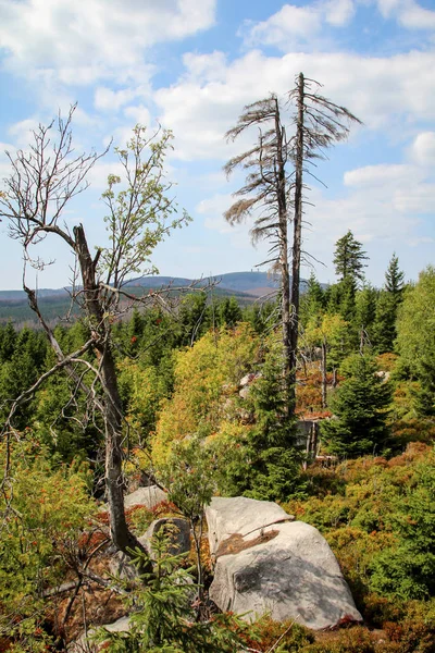 Formacja Skalna Las Górach Harz — Zdjęcie stockowe
