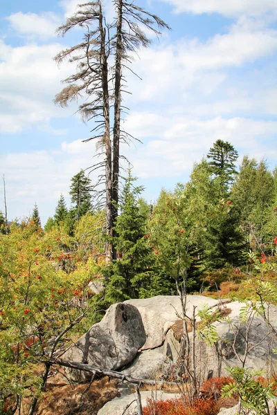 Formation Rocheuse Forêt Dans Les Montagnes Harz — Photo