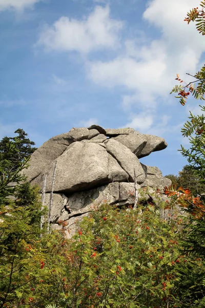 Rotsformatie Bos Het Harz Gebergte — Stockfoto