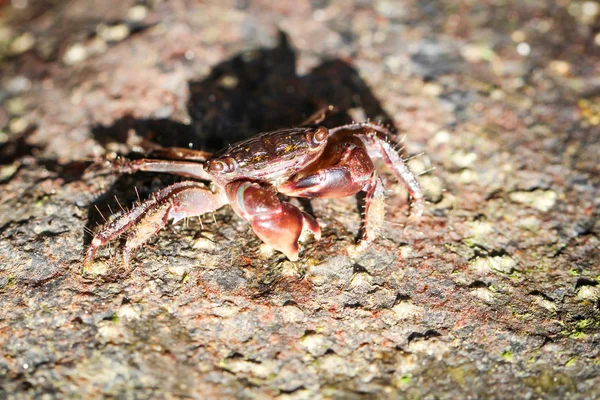 Krabbe Auf Einem Stein — Stockfoto