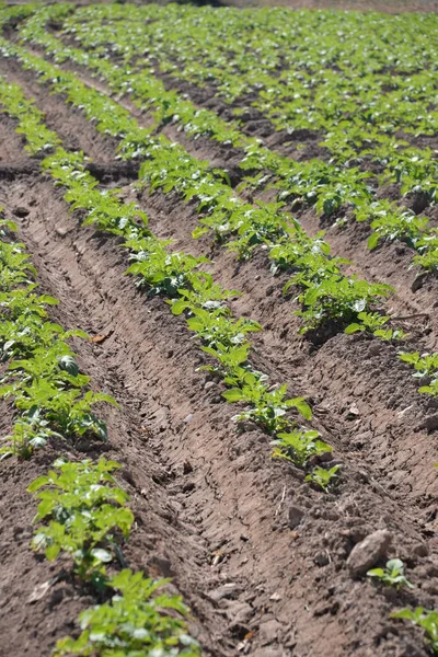 Kartoffeln Auf Dem Feld Der Provinz Valencia Spanien — Stockfoto