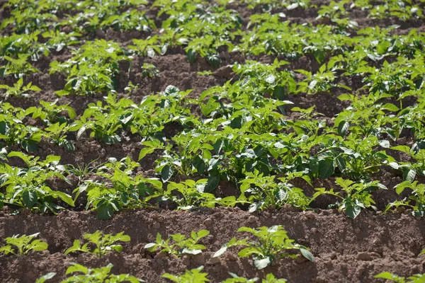 Kartoffeln Auf Dem Feld Der Provinz Valencia Spanien — Stockfoto