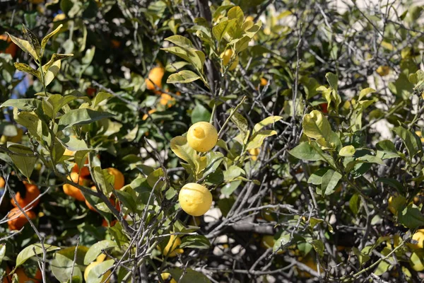 Lemon Tree Hintergrund Landwirtschaftliches Konzept — Stockfoto