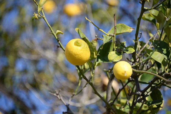 Lemon Tree Sfondo Concetto Agricolo — Foto Stock