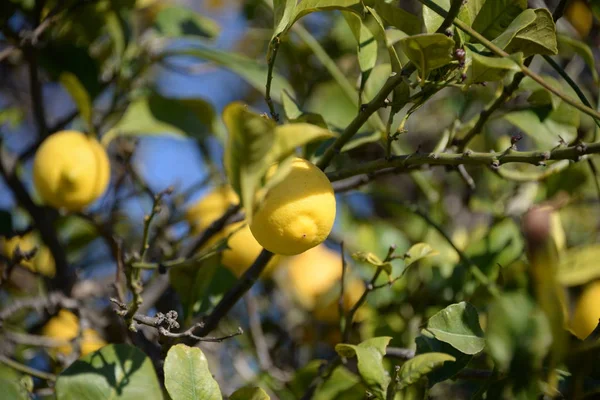 Lemon Tree Sfondo Concetto Agricolo — Foto Stock