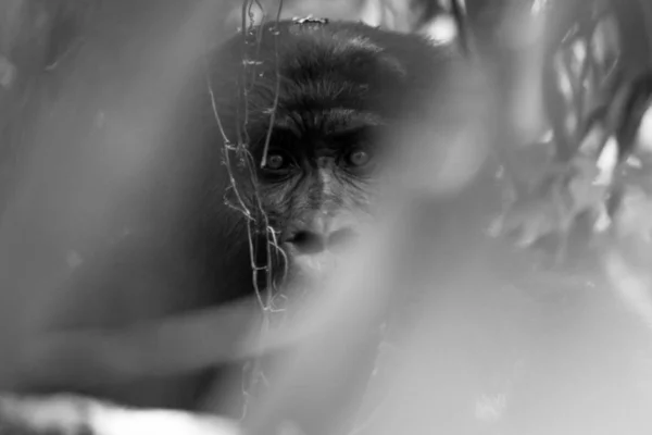 Горилла Обезьяна Тропическая Флора Фауна — стоковое фото