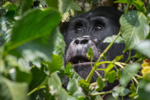 Gorille Animal Singe Singe Flore Faune Tropicales — Photo