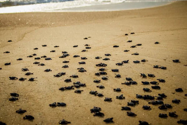 Tartarugas Marinhas Incubadoras Bebês Lutam Pela Sobrevivência Enquanto Dirigem Oceano — Fotografia de Stock