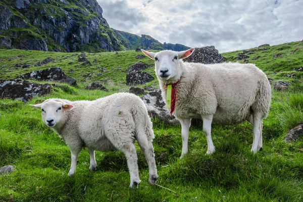 Duas Ovelhas Olham Para Câmera Enquanto Pastam Ilha Lofoton Acima — Fotografia de Stock