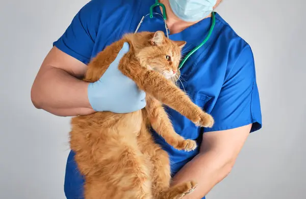 Dierenarts Blauw Uniform Steriele Latex Handschoenen Houdt Grote Pluizige Rode — Stockfoto